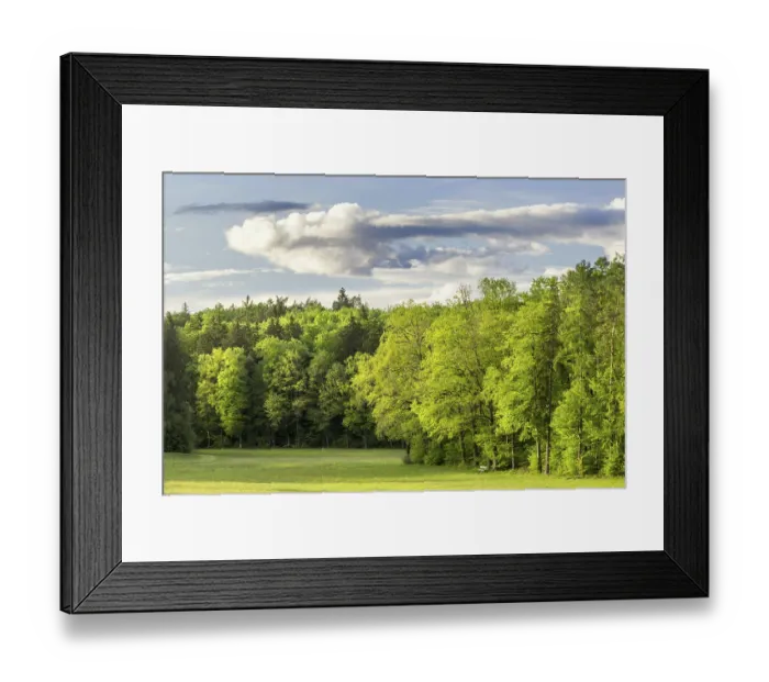 Framed Print : A picturesque forest landscape with many different trees and a wide meadow in the foreground