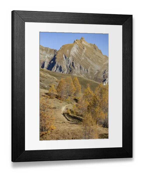 Framed Print : Autumnal larch forests, view of the Faldumrothorn