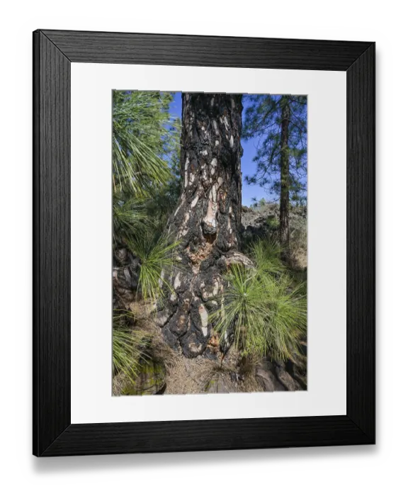 Framed Print : Burnt bark, healthy tree, Canary Island pine in the Chinyero nature reserve
