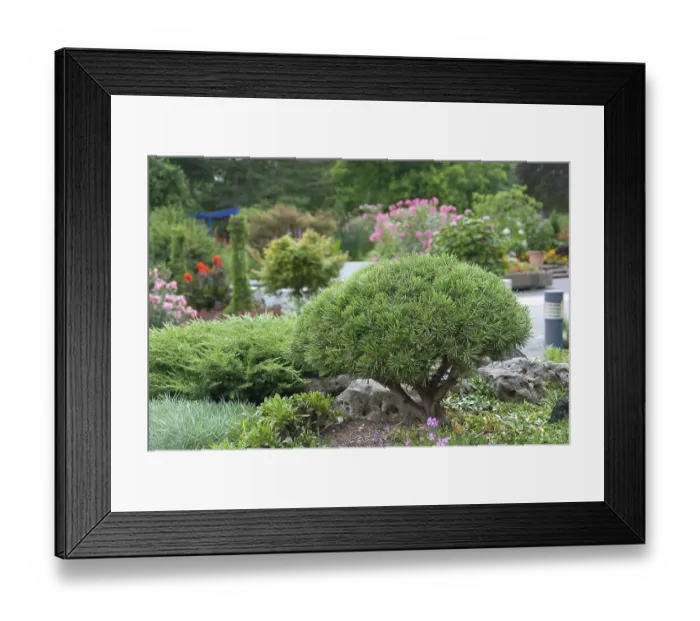 Framed Print : Dwarf pine (Pinus mugo Mops')