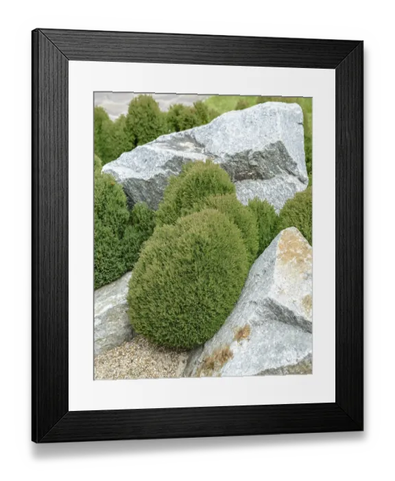 Framed Print : Spherical arborvitae (Thuja occidentalis Teddy')