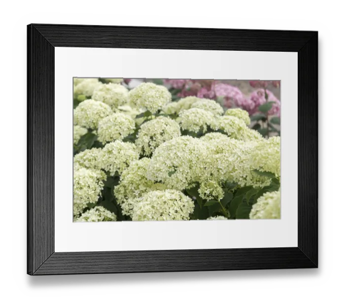 Framed Print : Forest Hydrangea (Hydrangea arborescens INVINCIBELLE LIMETTA) Framed Print : Forest Hydrangea (Hydrangea arborescens INVINCIBELLE LIMETTA)