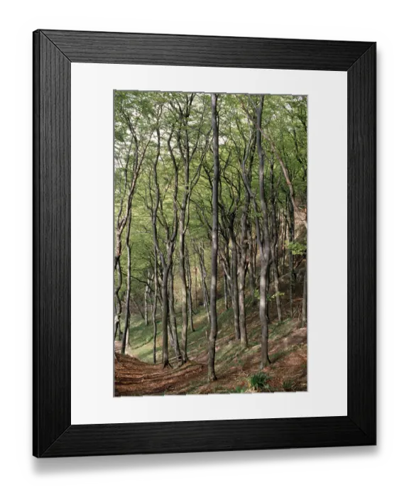Framed Print : Forest at Wissower Klinken Framed Print : Forest at Wissower Klinken