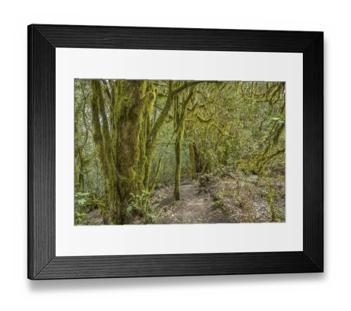 Framed Print : Loober trees in the laurel forest in Garajonay National Park