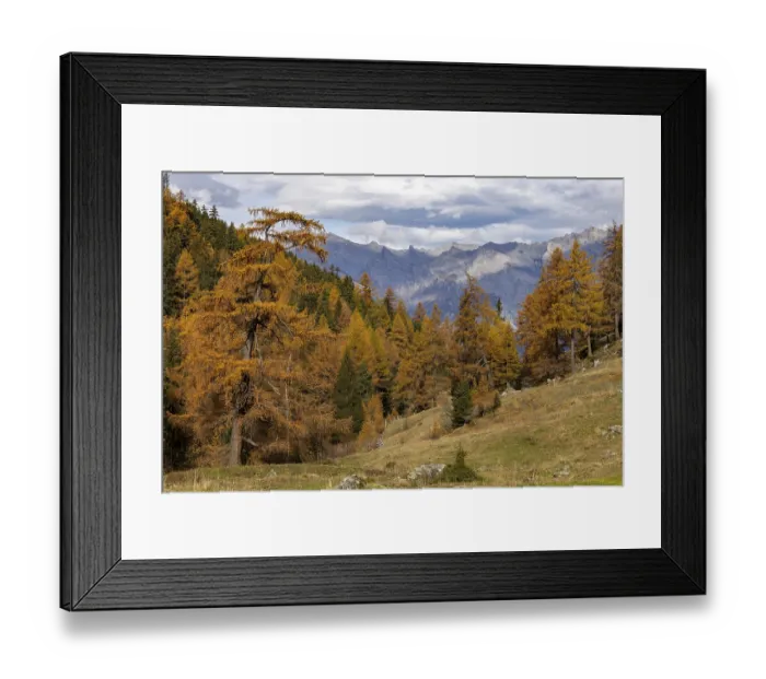 Framed Print : Autumnal larch forests, Vallon d'Arbi
