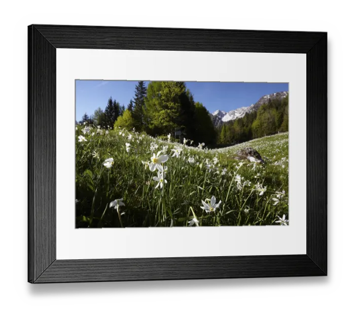 Framed Print : Daffodil meadow in Baerental, Carinthia