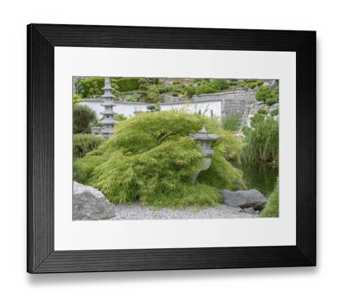 Framed Print : Japanese Garden, Green Slotted Maple (Acer palmatum Dissectum')