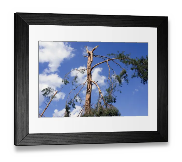 Framed Print : Pine forest after thunderstorm squall Framed Print : Pine forest after thunderstorm squall