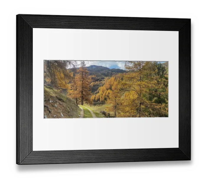 Framed Print : Autumnal larch forests, Vallon d'Arbi