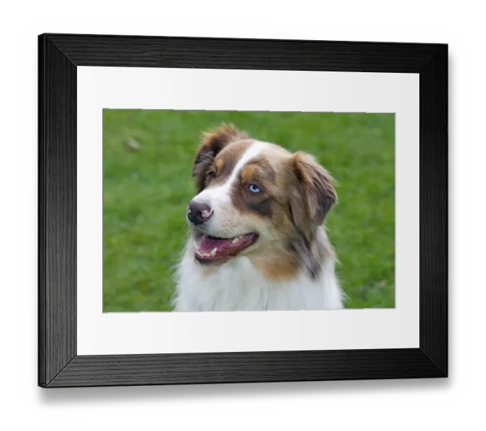 Framed Print : Australian Shepherd, dog, dogs