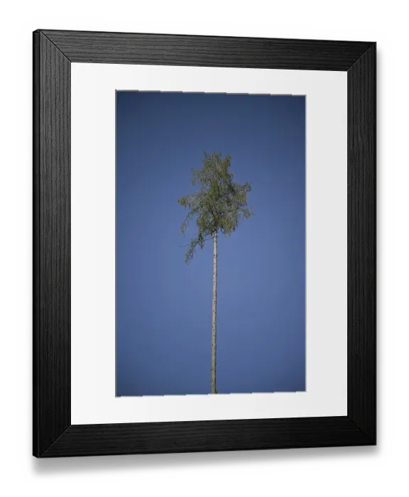 Framed Print : Lonely dry fir tree in the forest near Orscholz near Mettlach