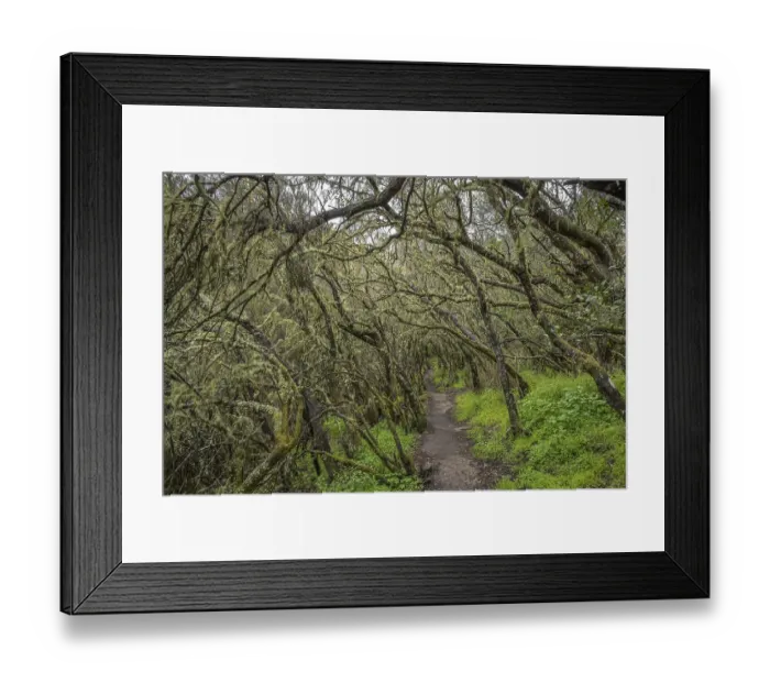 Framed Print : Hiking trail, loober trees in the laurel forest in Garajonay National Park