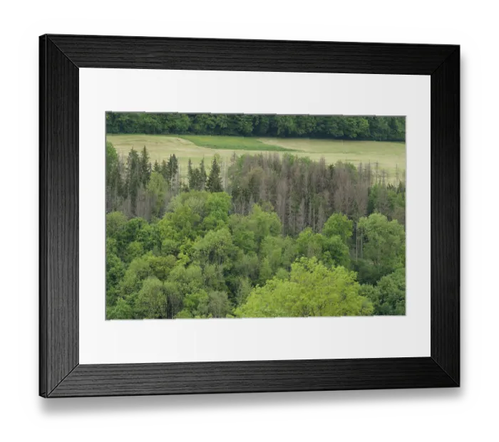 Framed Print : Forest dieback in the Kocher valley near Braunsbach Framed Print : Forest dieback in the Kocher valley near Braunsbach