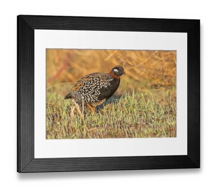 Framed Print : Black francolin (Francolinus francolinus)