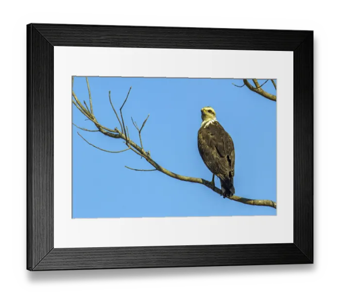 Framed Print : Black-collared hawk (Busarellus nigricollis) Framed Print : Black-collared hawk (Busarellus nigricollis)