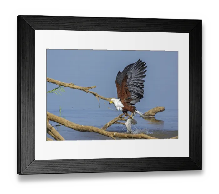Framed Print : African Fish Eagle (Haliaeetus vocifer) Framed Print : African Fish Eagle (Haliaeetus vocifer)