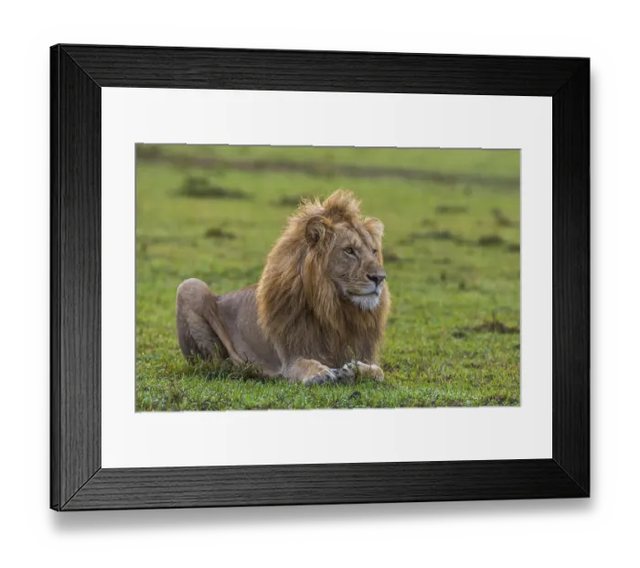 Framed Print : Resting lion (Panthera leo), male