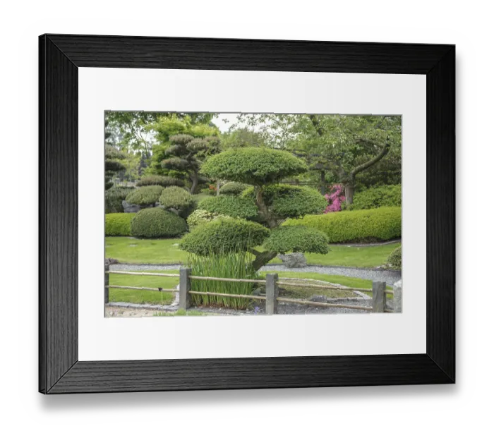 Framed Print : Japanese garden, mock beech (Nothofagus antarctica)