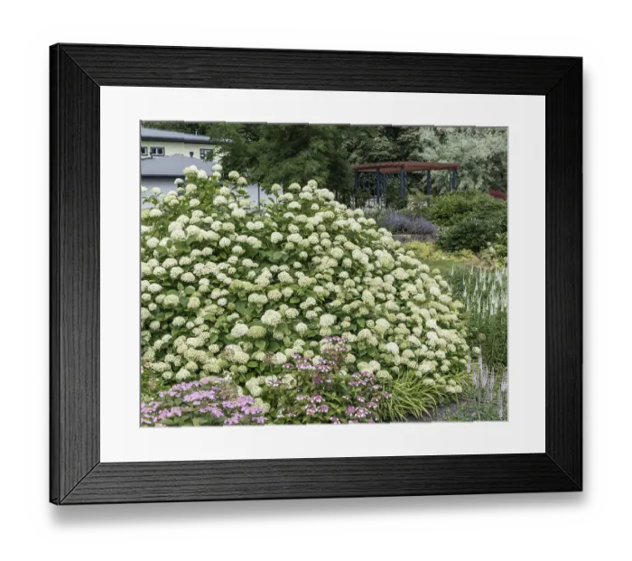 Framed Print : Forest hydrangea (Hydrangea arborescens Grandiflora')