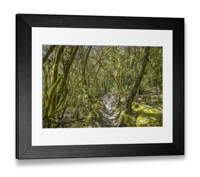 Framed Print : Loober trees in the laurel forest in Garajonay National Park Framed Print : Loober trees in the laurel forest in Garajonay National Park