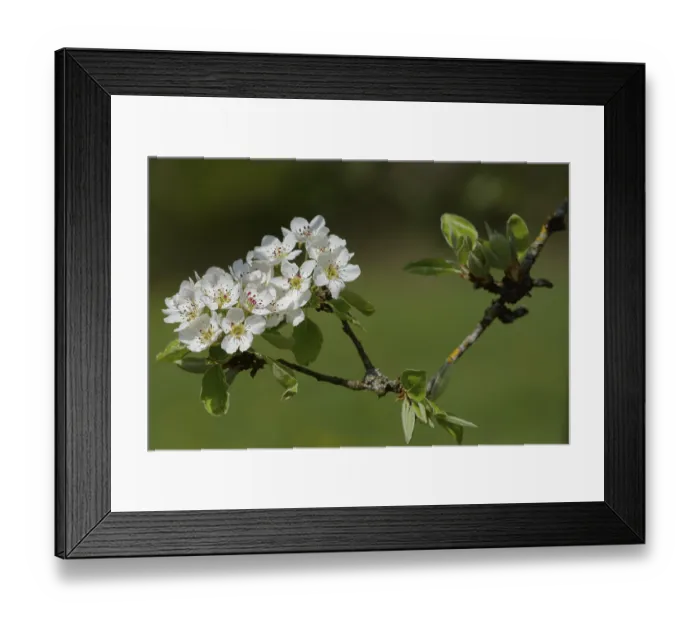 Framed Print : Flowering pear tree (Pyrus), pear
