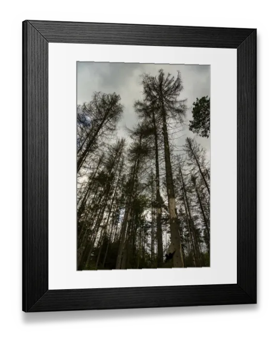 Framed Print : Dead trees in the Hinterhermsdorf area