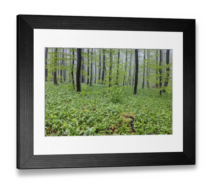 Framed Print : A misty forest where the forest floor is covered with wild garlic (Allium ursinum)