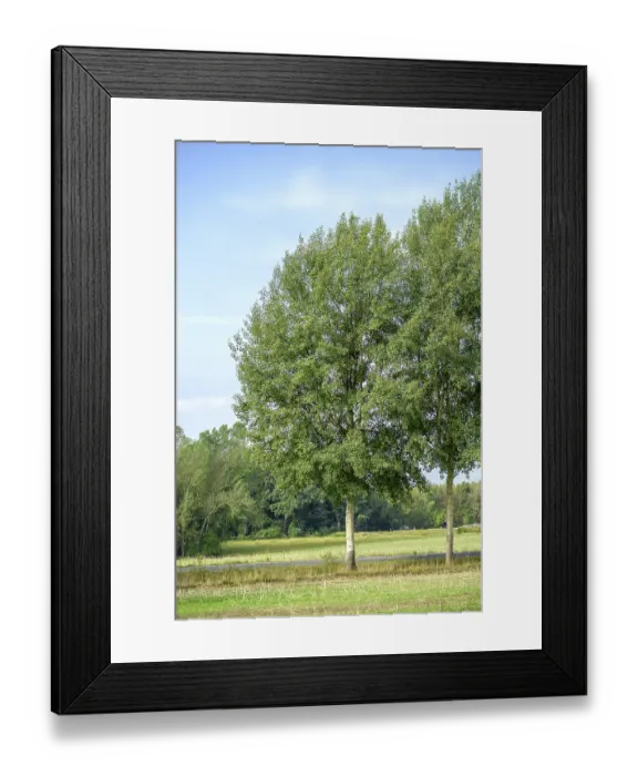 Framed Print : Aspen (Populus tremula), Lichtenberg