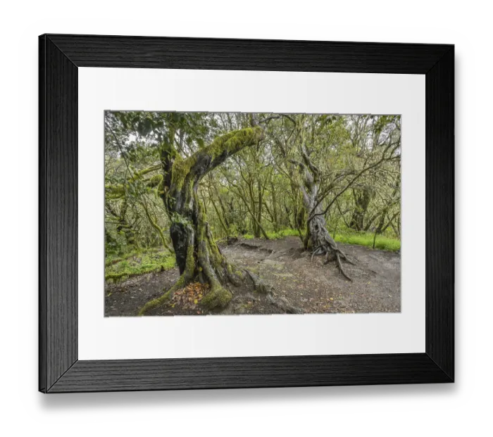 Framed Print : Loober trees in the laurel forest in Garajonay National Park