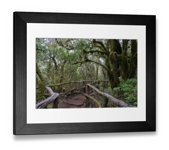 Framed Print : Hiking trail in the laurel forest near Las Creces