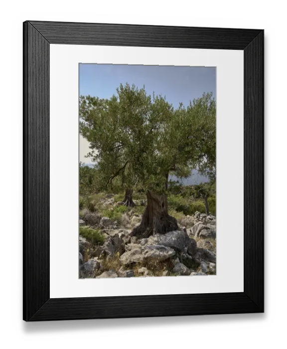 Framed Print : Old, gnarled olive tree in the olive grove of Lun Framed Print : Old, gnarled olive tree in the olive grove of Lun