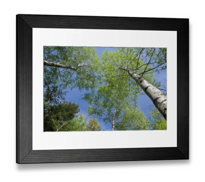 Framed Print : Birch forest in spring, birch (Betula)
