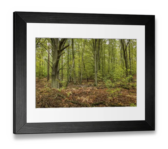 Framed Print : Forest, Spandauer Forst, Hakenfelde