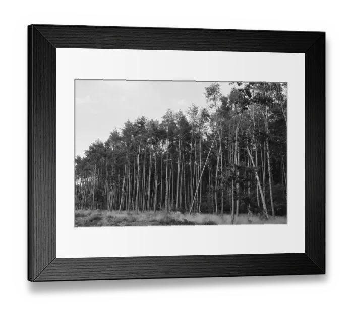 Framed Print : Forest dieback, dead spruce (Picea)