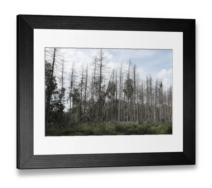 Framed Print : Forest dieback, dead spruce (Picea) Framed Print : Forest dieback, dead spruce (Picea)