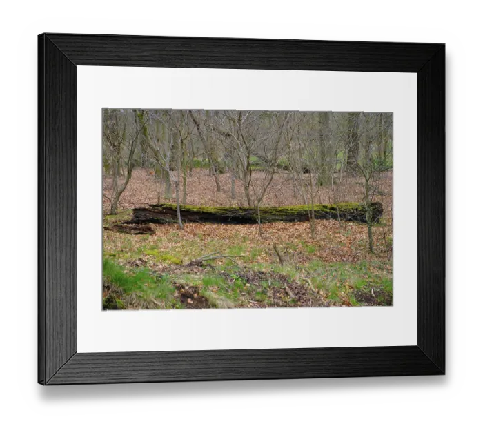 Framed Print : Tree trunk with moss (Bryophyta) in the forest