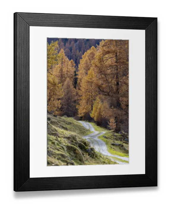 Framed Print : Autumnal larch forests, Vallon d'Arbi Framed Print : Autumnal larch forests, Vallon d'Arbi