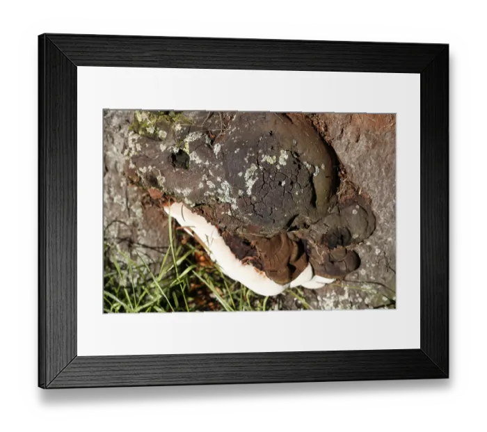 Framed Print : Tree sponge, fungus on a tree trunk Framed Print : Tree sponge, fungus on a tree trunk