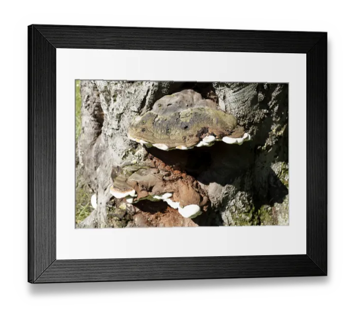 Framed Print : Tree sponge, fungus on a tree trunk Framed Print : Tree sponge, fungus on a tree trunk