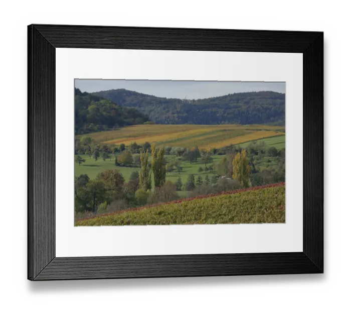 Framed Print : Autumn vineyards near Michelbach am Wald