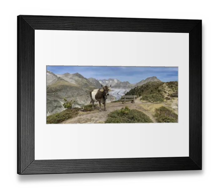 Framed Print : Cow grazing, behind Great Aletsch Glacier Framed Print : Cow grazing, behind Great Aletsch Glacier