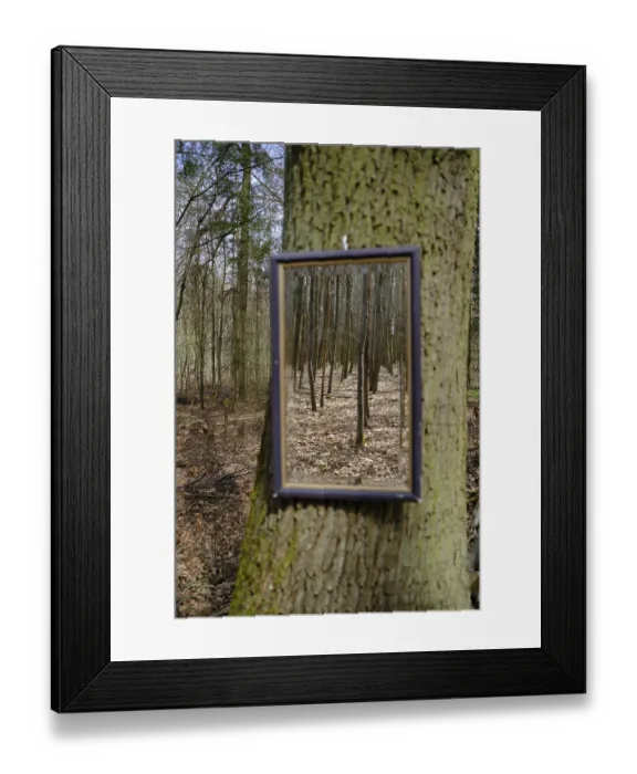 Framed Print : Tree with mirror in the forest