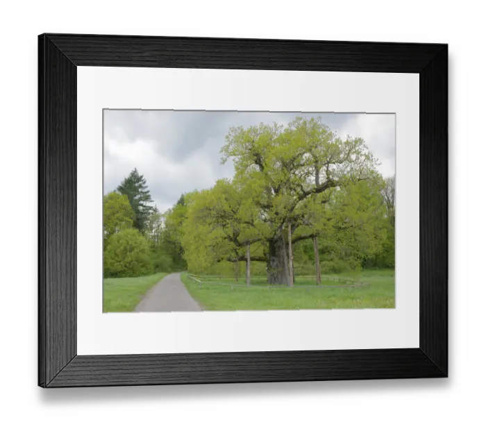 Framed Print : Natural monument Breit Eich, oak
