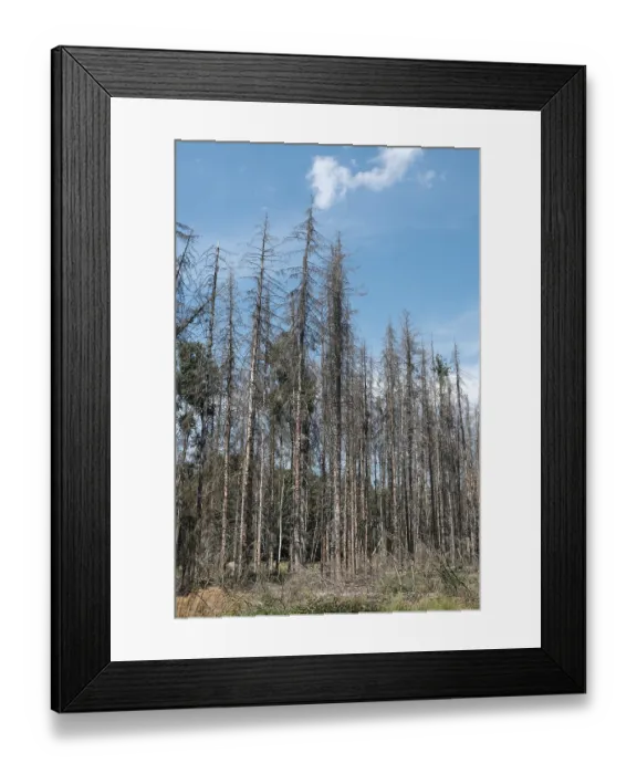 Framed Print : Forest dieback, dead spruce (Picea)