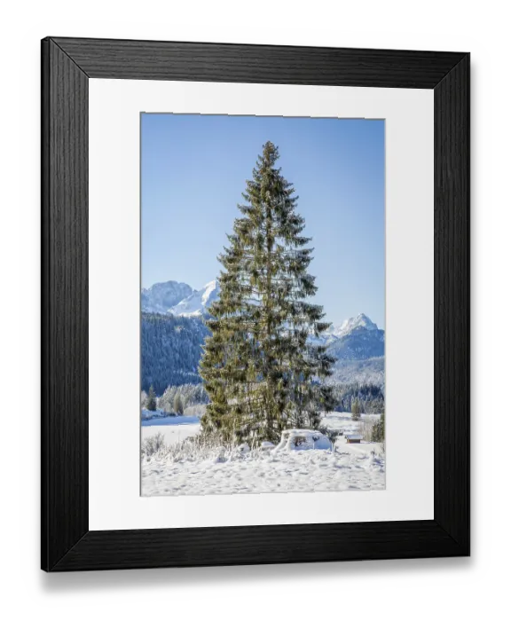 Framed Print : Mountain landscape in winter, in front conifer Framed Print : Mountain landscape in winter, in front conifer