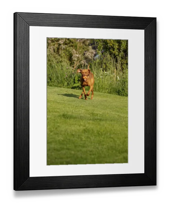 Framed Print : Young Vizsla male, 15 months, in the garden