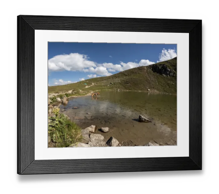 Framed Print : Male Vizsla bathing in Lake Strela