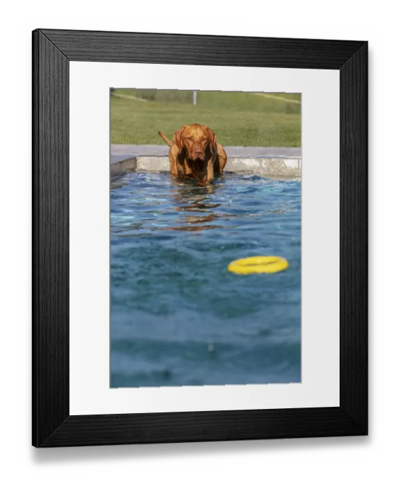 Framed Print : Young male Vizsla swimming after a ring Framed Print : Young male Vizsla swimming after a ring