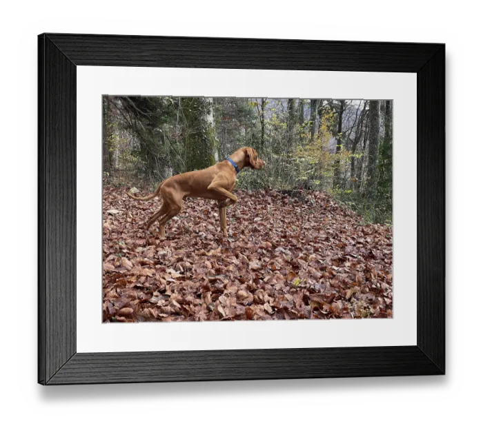 Framed Print : Vizsla, Hungarian Hound, pointing Framed Print : Vizsla, Hungarian Hound, pointing