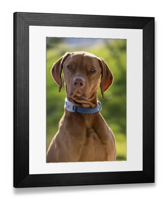 Framed Print : RoevidszOErU Magyar Vizsla, portrait in sunlight
